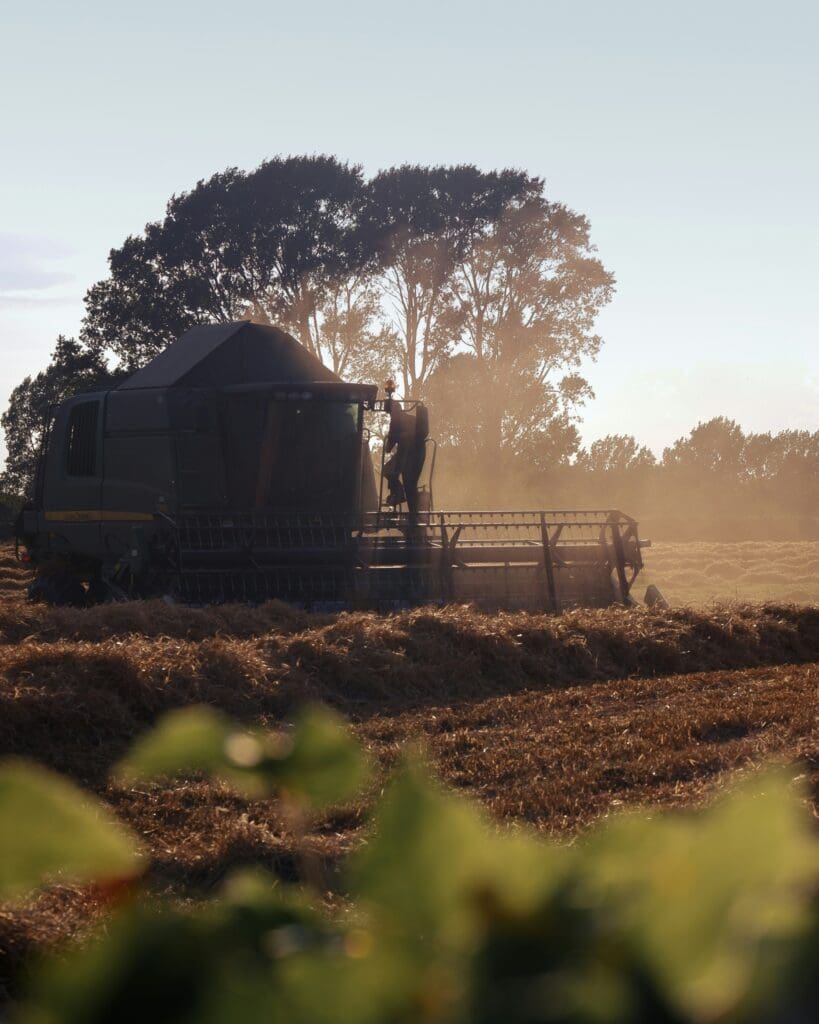 En John Deere mejetærsker i gang med høsten på en mark i støvet og gyldent modlys.