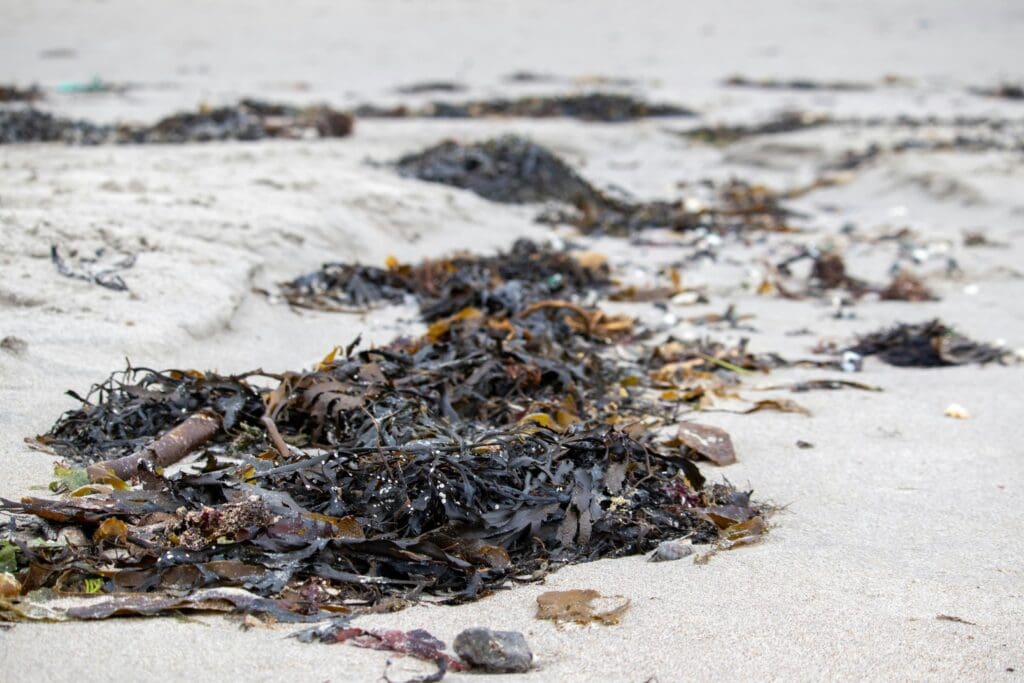 Mørkt tang skyllet op på en sandstrand, som symboliserer biomasse og potentialet i recycling.