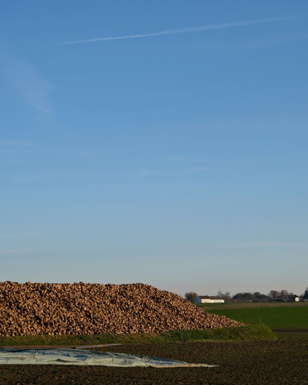 Ingeniørrådgivning og maskinkonstruktion til landbrug – Phidan Engineering Stor bunke sukkerroer på en mark som eksempel på biomasse- og landbrugssektoren, hvor Phidan Engineering tilbyder produktudvikling.